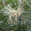 Grevillea for nectar